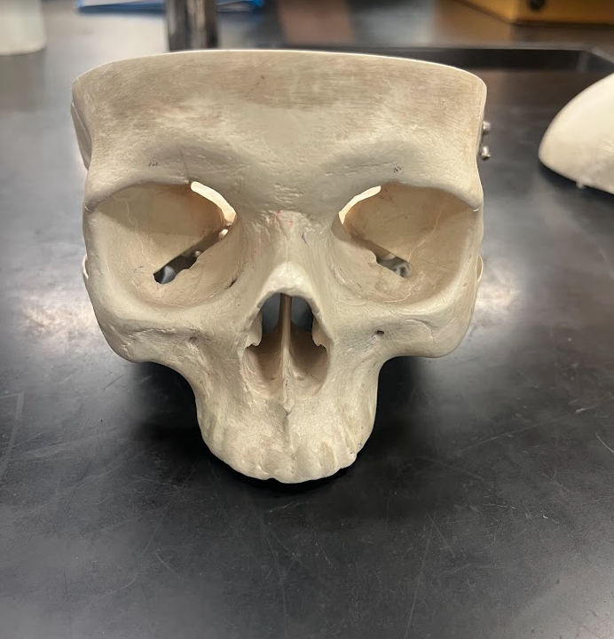 Anterior view of a human skull anatomical model