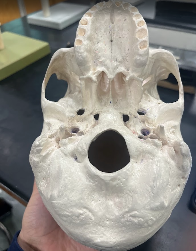 Hands-on inferior skull study in the anatomy lab